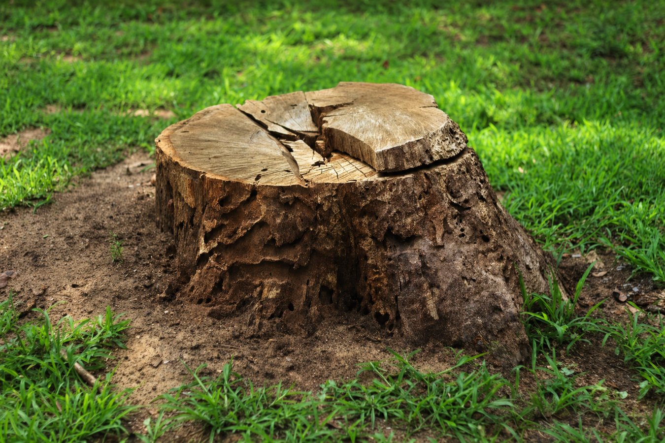 Stump removal